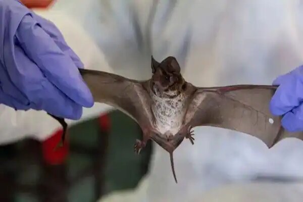 వణికిస్తున్న మరింత ప్రమాదకరమైన వైరస్!