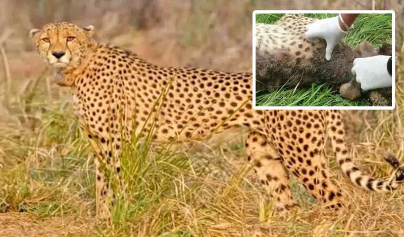 కునో నేషనల్ పార్క్లో మరో 3 చిరుతలకు గాయాలు