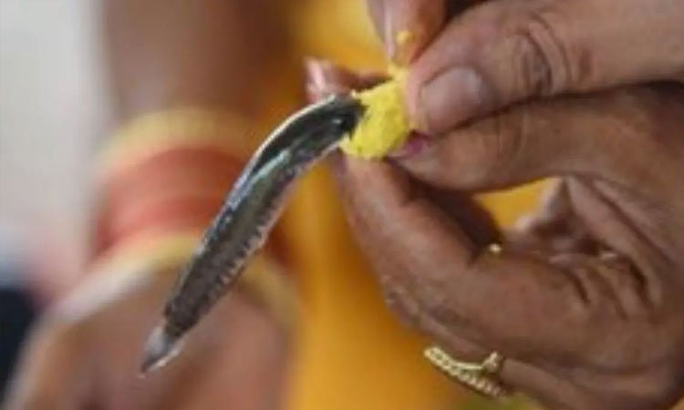 జూన్ 8, 9 తేదీల్లో చేప మందు పంపిణీ